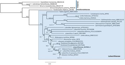 Lulworthinone, a New Dimeric Naphthopyrone From a Marine Fungus in the Family Lulworthiaceae With Antibacterial Activity Against Clinical Methicillin-Resistant Staphylococcus aureus Isolates